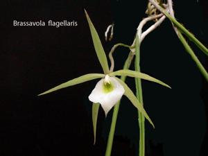 Brassavola flagellaris