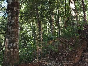 Aphyllorchis caudata