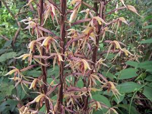 Aphyllorchis caudata