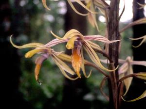 Aphyllorchis caudata