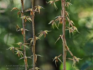 Aphyllorchis caudata