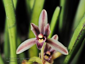 Cymbidium aloifolium