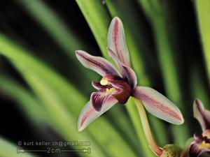 Cymbidium aloifolium