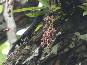 Cymbidium aloifolium