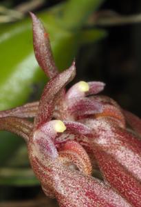 Bulbophyllum puguahaanense