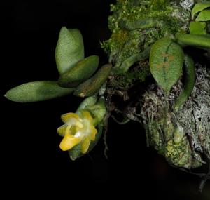 Chroniochilus minimus