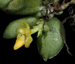 Chroniochilus minimus