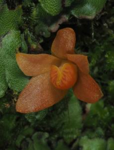 Dendrobium cuthbertsonii