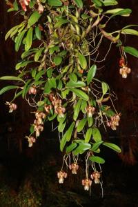 Dendrobium mariae