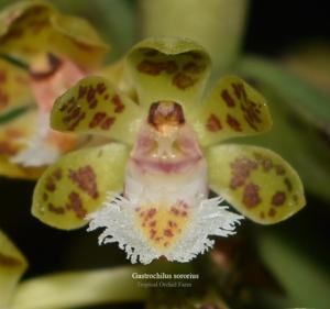 Gastrochilus sororius