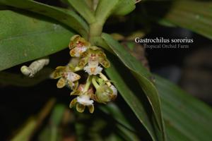 Gastrochilus sororius