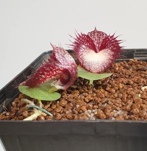 Corybas hispidus
