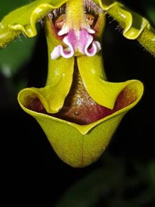 Paphiopedilum spicerianum