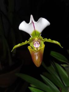 Paphiopedilum spicerianum