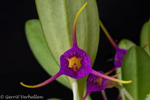 Masdevallia glandulosa