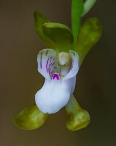 Sarcochilus australis