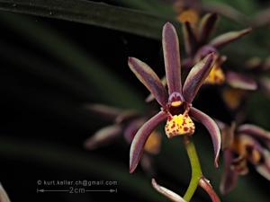 Cymbidium bicolor