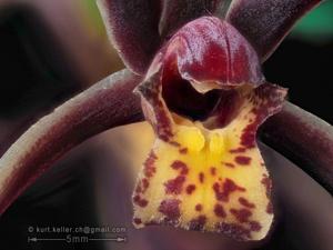 Cymbidium bicolor