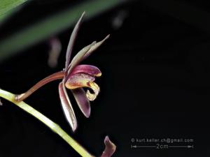 Cymbidium bicolor