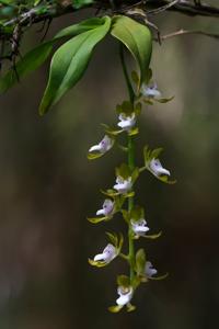 Sarcochilus australis