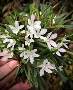 Ceratostylis pristina