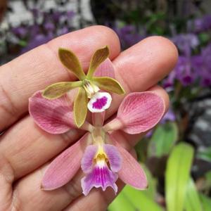 Encyclia tampensis