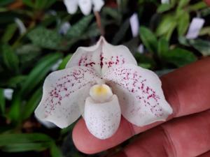 Paphiopedilum godefroyae var. ang-thong