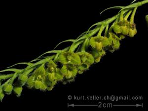 Bulbophyllum dasystachys