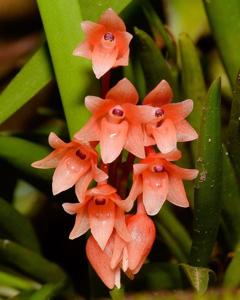 Epiblastus auriculatus