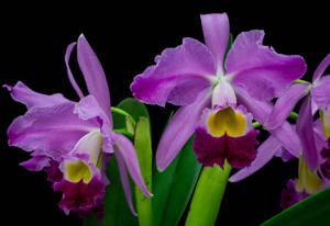 Cattleya wallisii