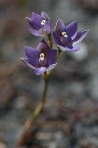 Thelymitra atronitida