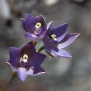 Thelymitra atronitida