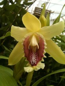 Sobralia dissimilis