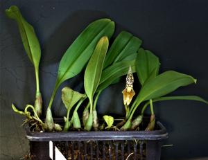 Bulbophyllum membranifolium subsp. membranifolium