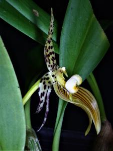 Bulbophyllum membranifolium subsp. membranifolium