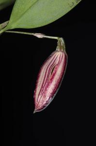 Zootrophion oblongifolium