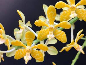 Trichoglottis ionosma