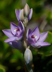 Thelymitra atronitida