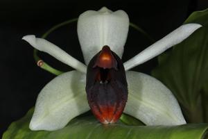 Coelogyne usitana