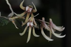 Dendrobium cucumerinum