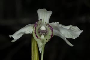 Dendrobium rhodostictum