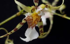 Miltonia phymatochila