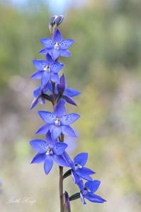 Thelymitra ixioides