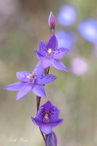 Thelymitra ixioides