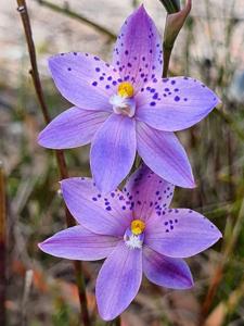 Thelymitra ixioides