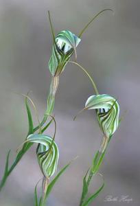 Pterostylis alata