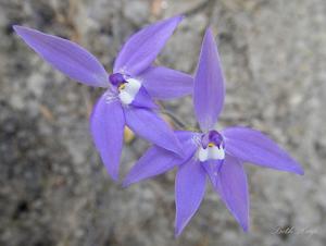 Caladenia major