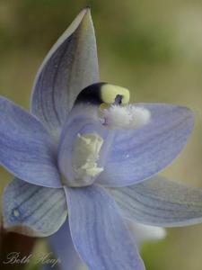 Thelymitra atronitida