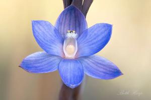 Thelymitra aristata