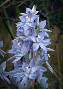 Thelymitra nuda